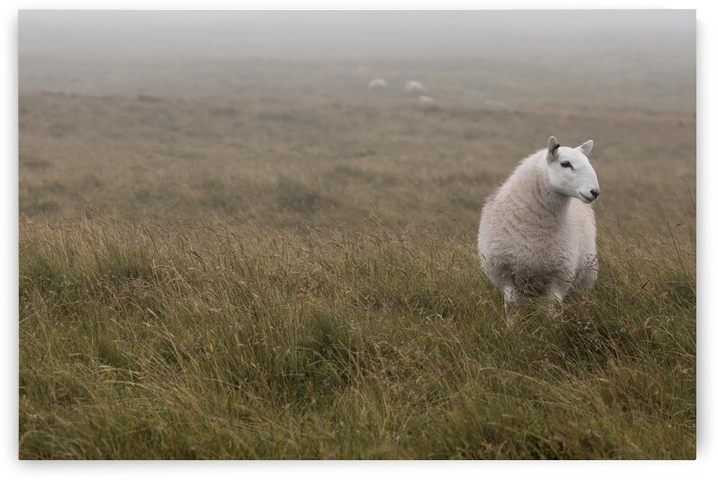 A Sheep standing on grass in mist by Assaf Frank