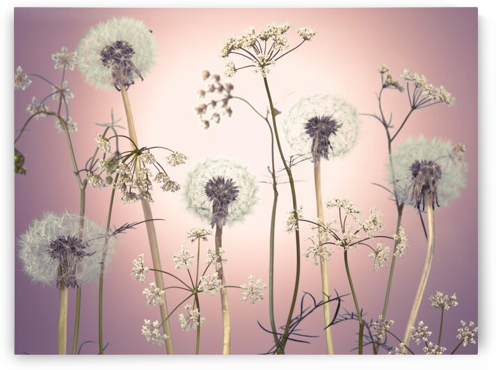 Meadow flowers by Assaf Frank