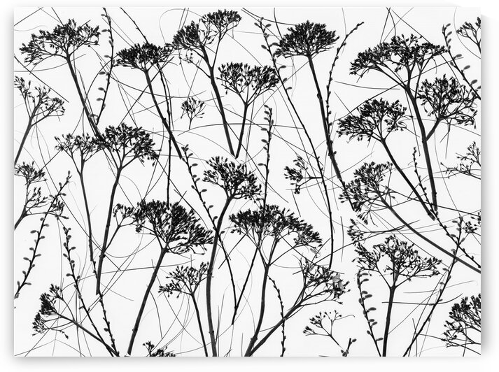 Silhouette of dried plants by Assaf Frank