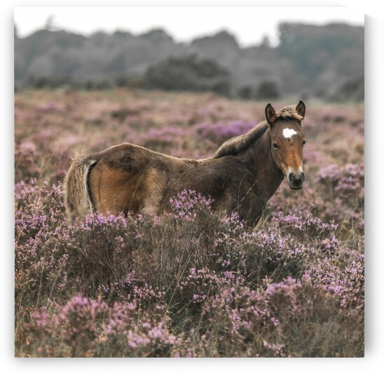 Wild Horses, New Forest by Assaf Frank