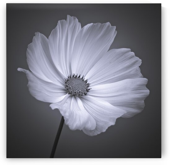 Cosmos flower by Assaf Frank