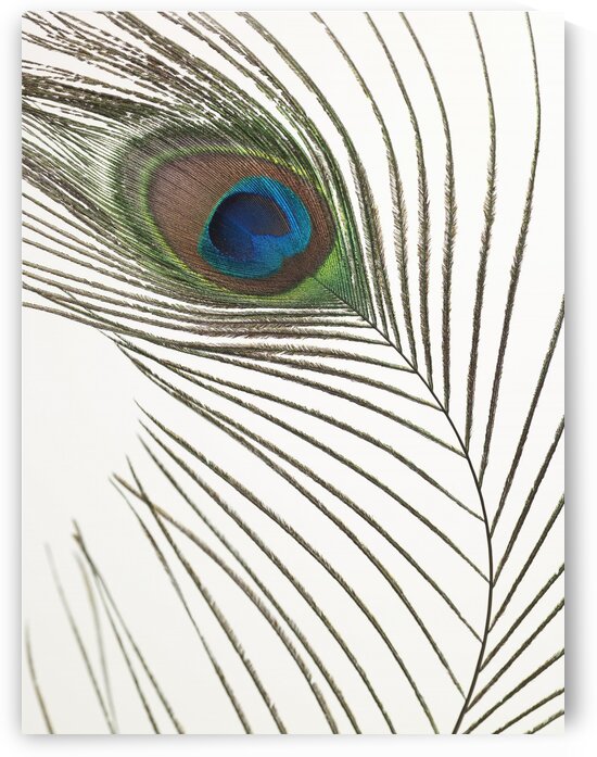 Peacock feather by Assaf Frank