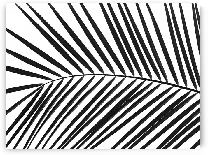 Palm tree leaf on white background by Assaf Frank