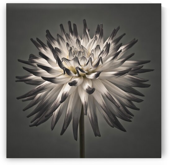 Dahlia Flower by Assaf Frank