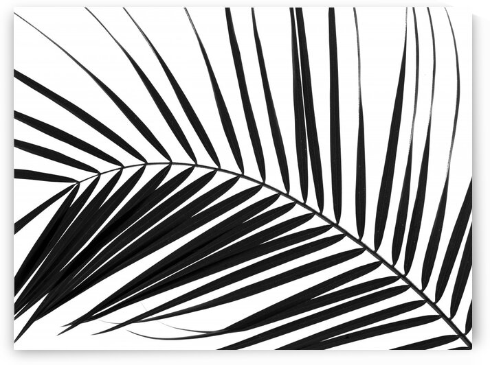 Palm tree leaf on white background by Assaf Frank