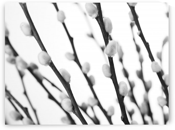 Pussy willow close-up by Assaf Frank