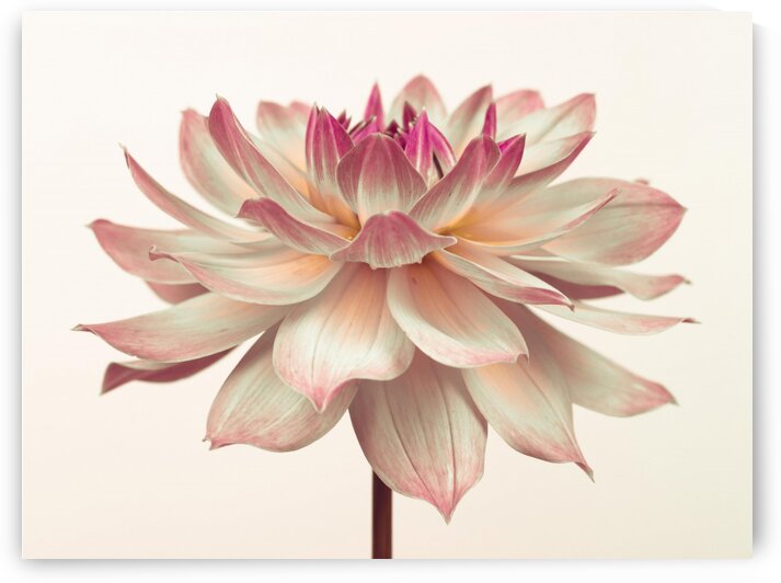 Dahlia Flower by Assaf Frank