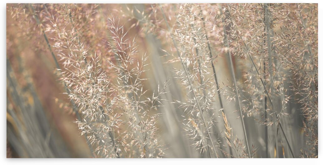 Fountain grass by Assaf Frank