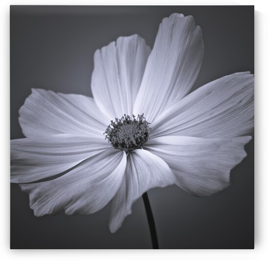 Cosmos flower by Assaf Frank