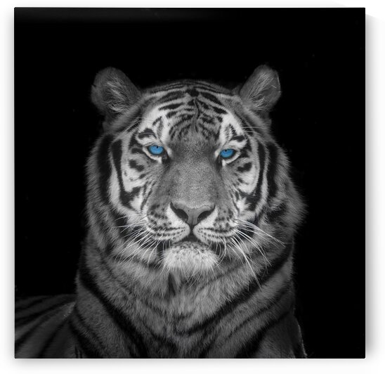 Blue eyes tiger face by Assaf Frank