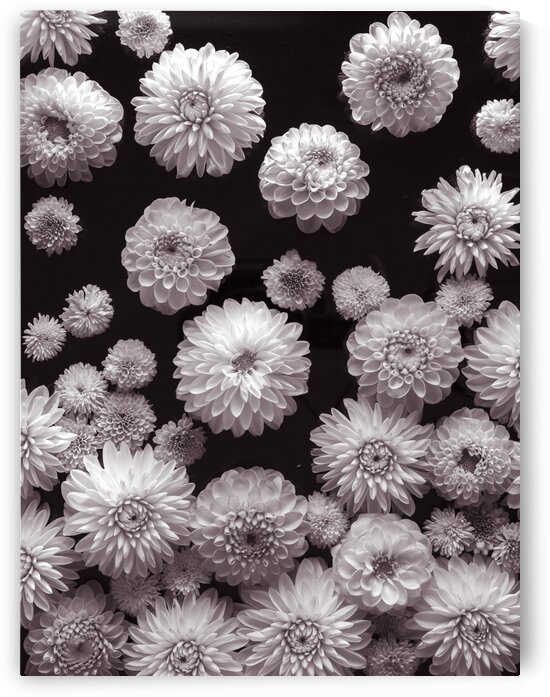 Dahlia Flowers, Full Frame by Assaf Frank