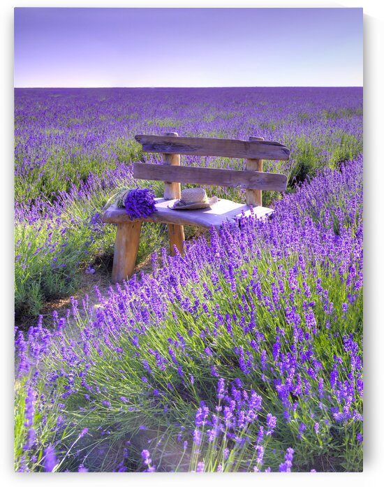 Bench in Lavender field by Assaf Frank