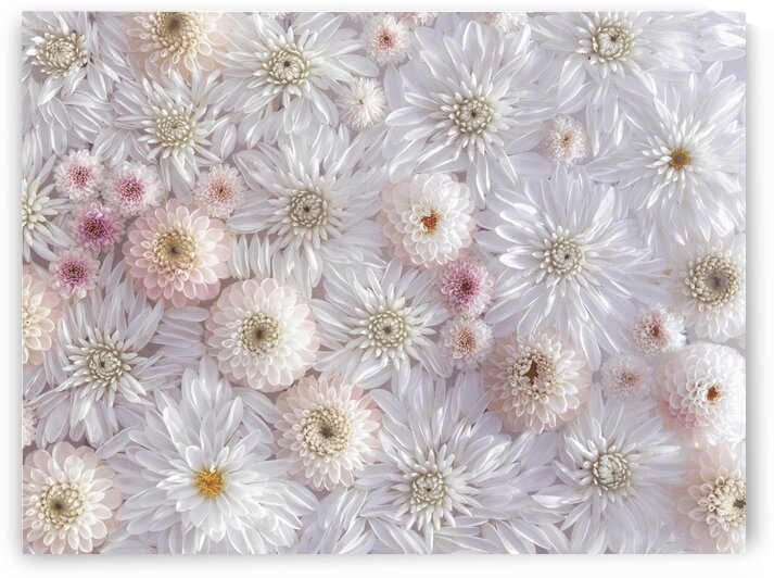 Full frame of Dahlia flowers by Assaf Frank