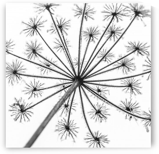 Frosty cow parsley by Assaf Frank