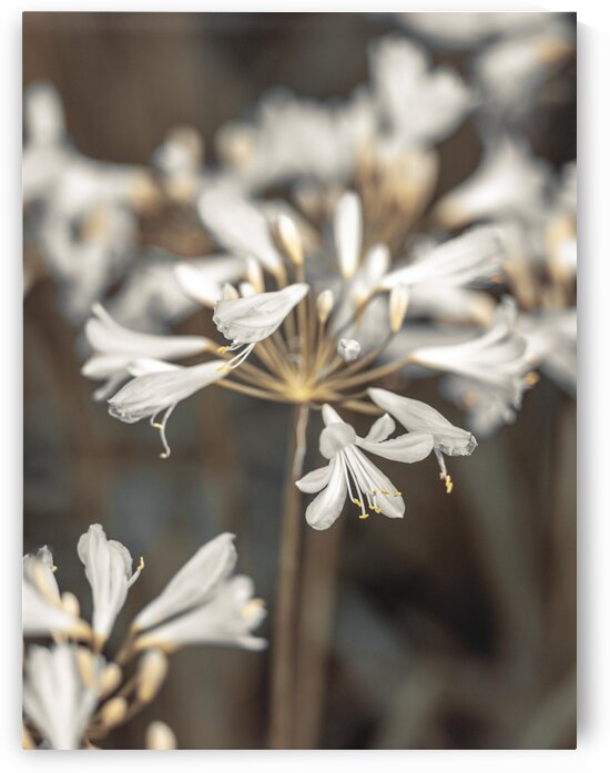 African Lilies by Assaf Frank