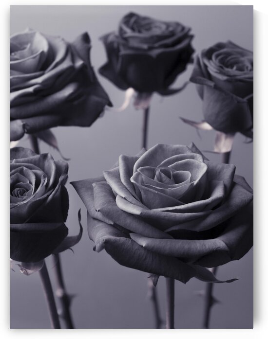 Close-up of Roses on colored background by Assaf Frank