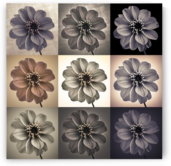 Collage of Dahlias flowers by Assaf Frank