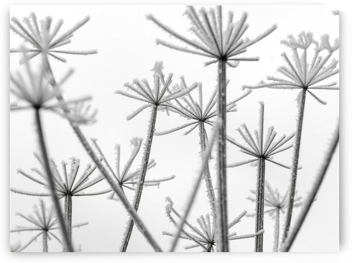 Frosty cow parsley by Assaf Frank