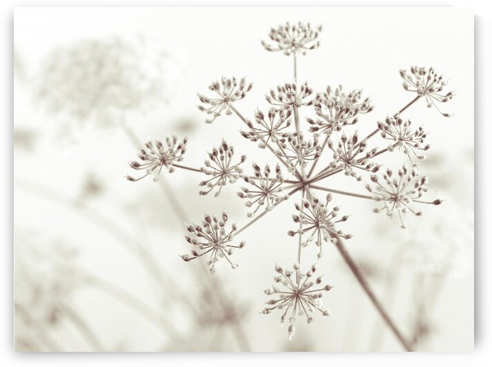 Cow parsley flower by Assaf Frank