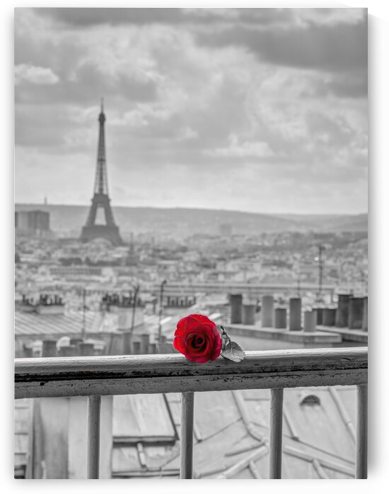 Rose on balcony railing with Eiffel Tower in background, Paris, France by Assaf Frank
