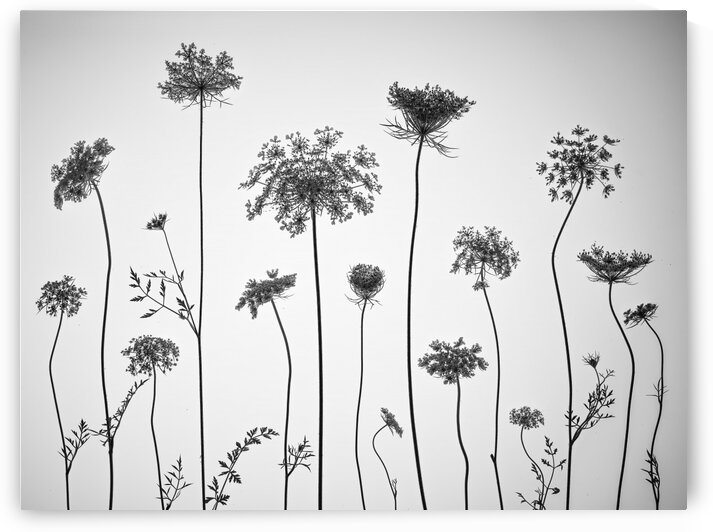 Cow parsley by Assaf Frank