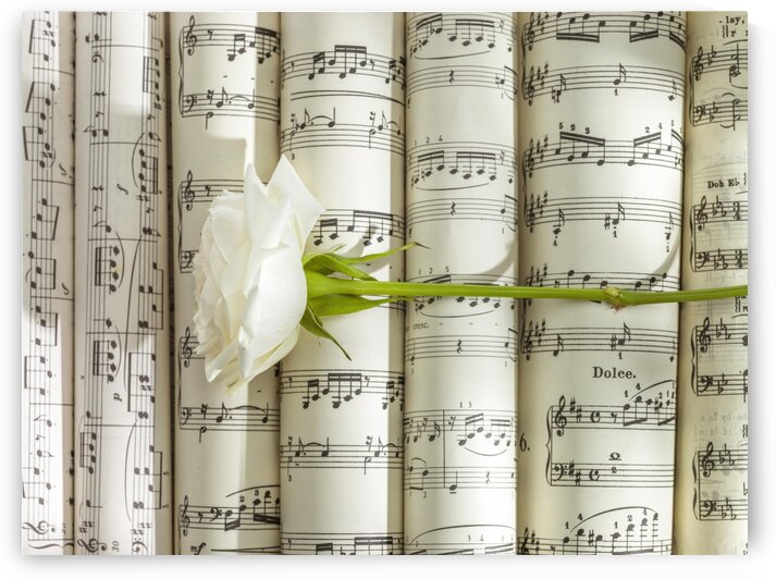 White rose on scrolls of sheet music by Assaf Frank