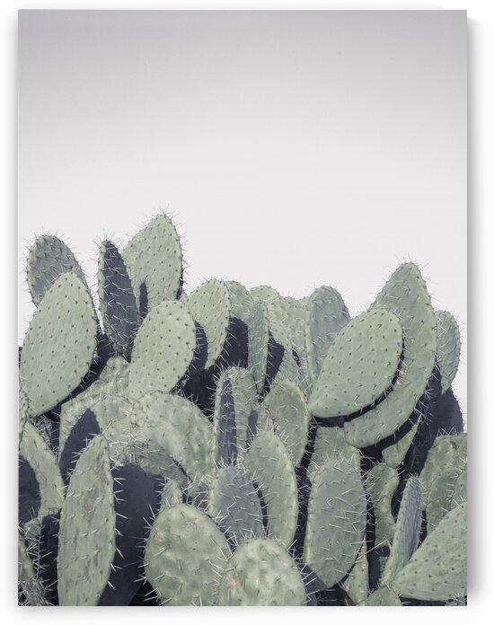 Cacti by Assaf Frank