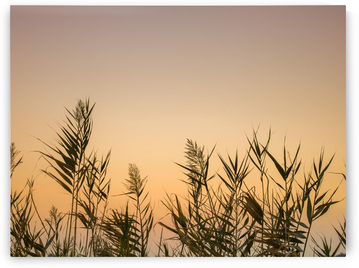 Reeds by Assaf Frank