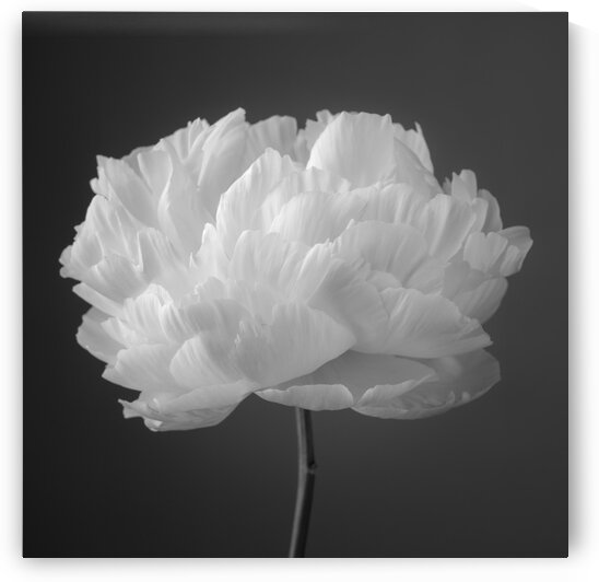 Peony flower by Assaf Frank