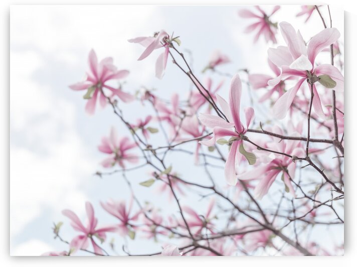 Magnolias against sky by Assaf Frank