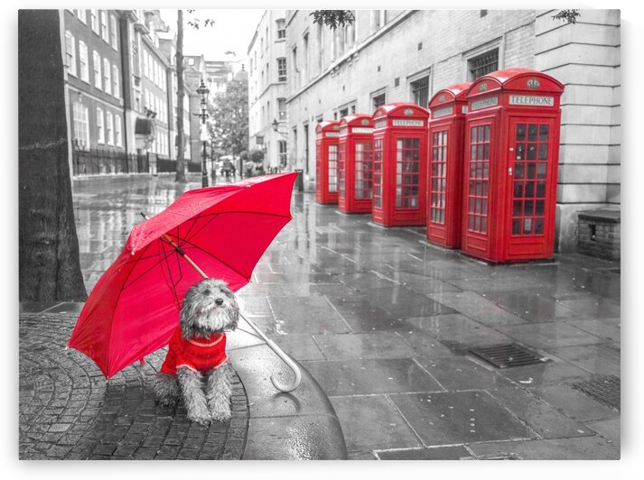 Dog with umbrella on London city street by Assaf Frank
