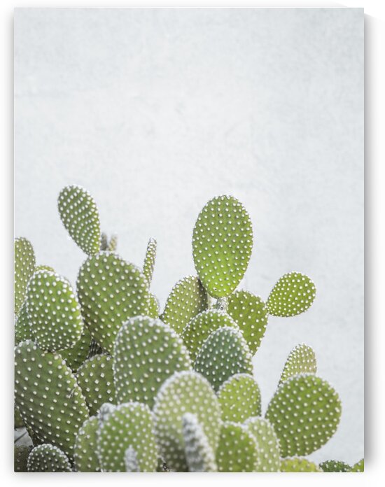 Cactus plant by Assaf Frank