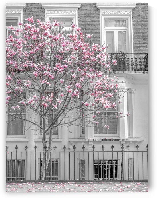 Magnolia tree outside house in London by Assaf Frank