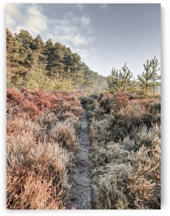 Autumn forest by Assaf Frank