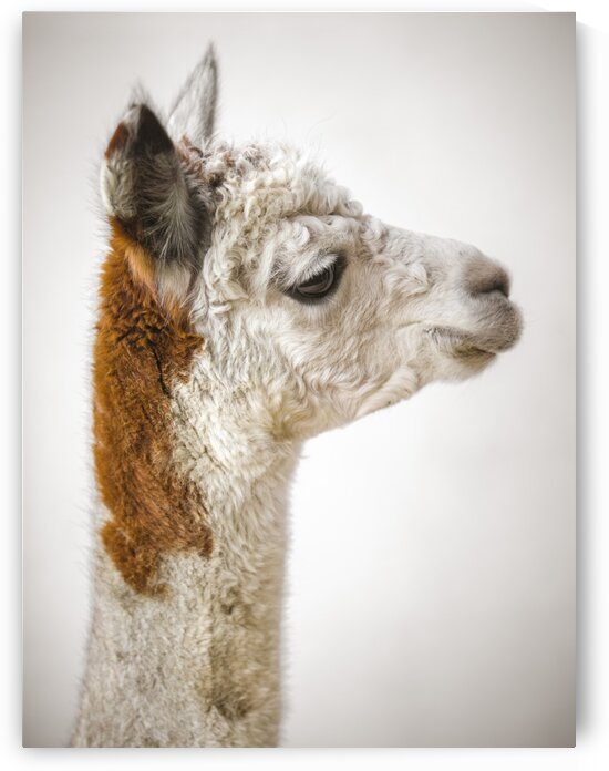 Close-up of Alpaca by Assaf Frank