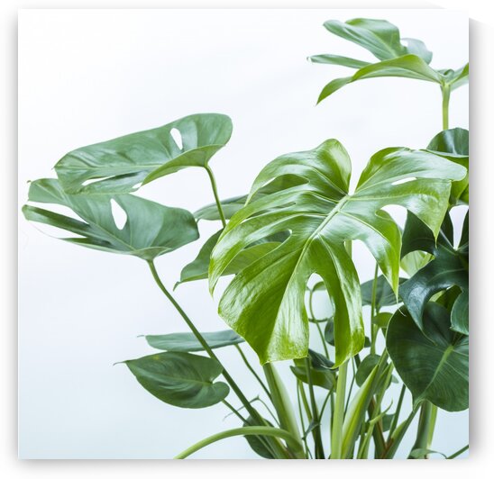Close-up of a plant on white background by Assaf Frank