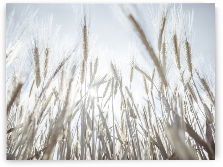 Sun rays through barley filed by Assaf Frank