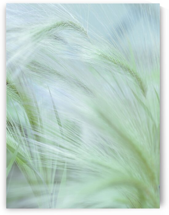 Wild grass Foxtail Barley by Assaf Frank