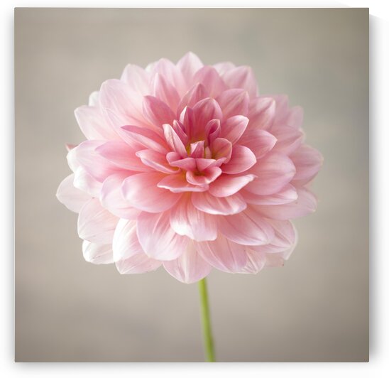 Dahlia flower on colored background by Assaf Frank