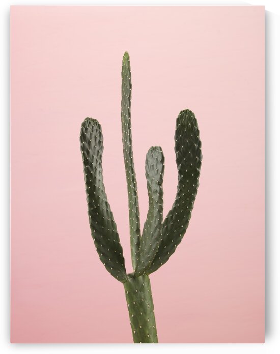 Cactus plant by Assaf Frank