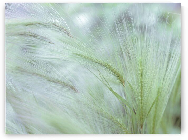 Wild grass Foxtail Barley by Assaf Frank