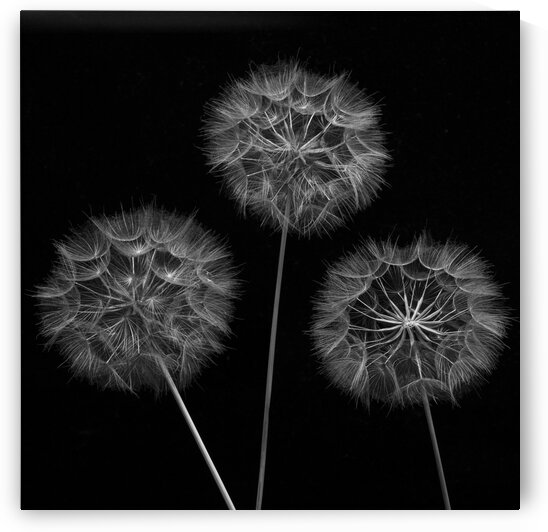 Dandelion flowers over black background by Assaf Frank