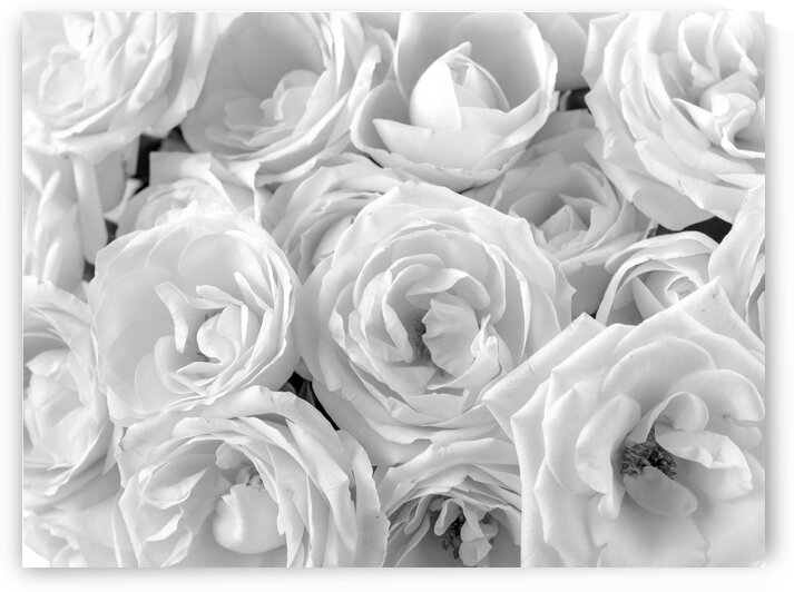 Full frame of roses by Assaf Frank