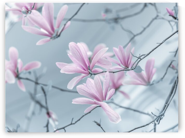 Magnolia flowers by Assaf Frank