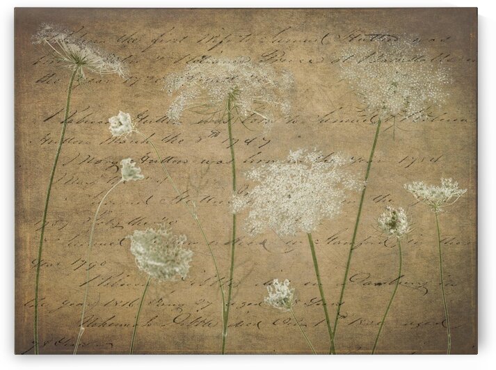 Cow parsley flowers on coloured background by Assaf Frank