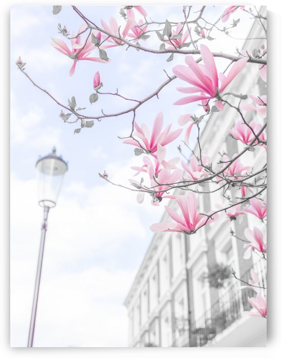 Magnolia flowers by Assaf Frank