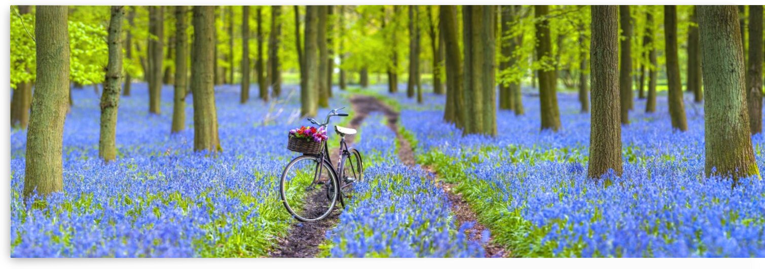 Bicycle in spring forest by Assaf Frank