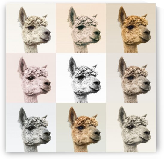 Collage of Alpacas in multicolour by Assaf Frank
