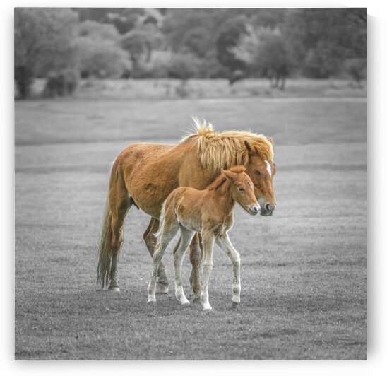 Horse with Pony by Assaf Frank