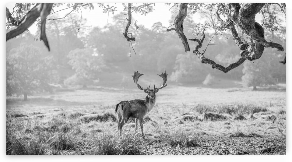 Stag in a field by Assaf Frank